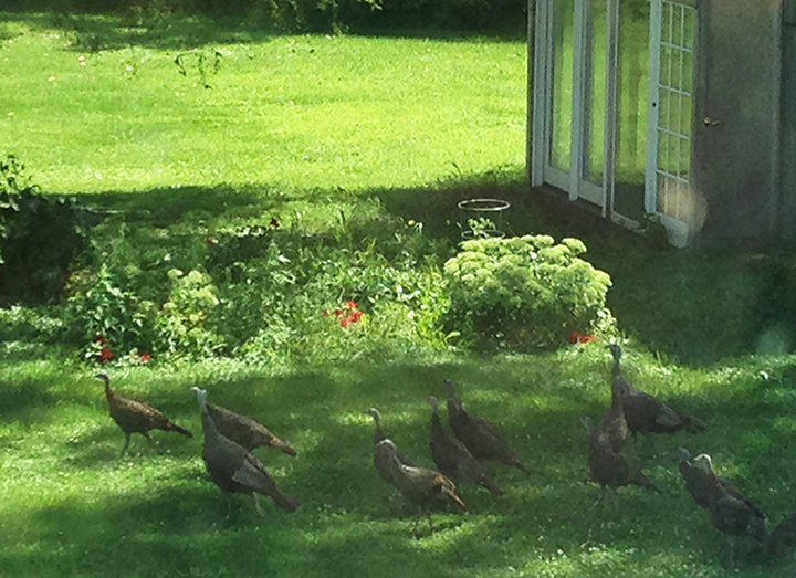 Turkeys in the driveway